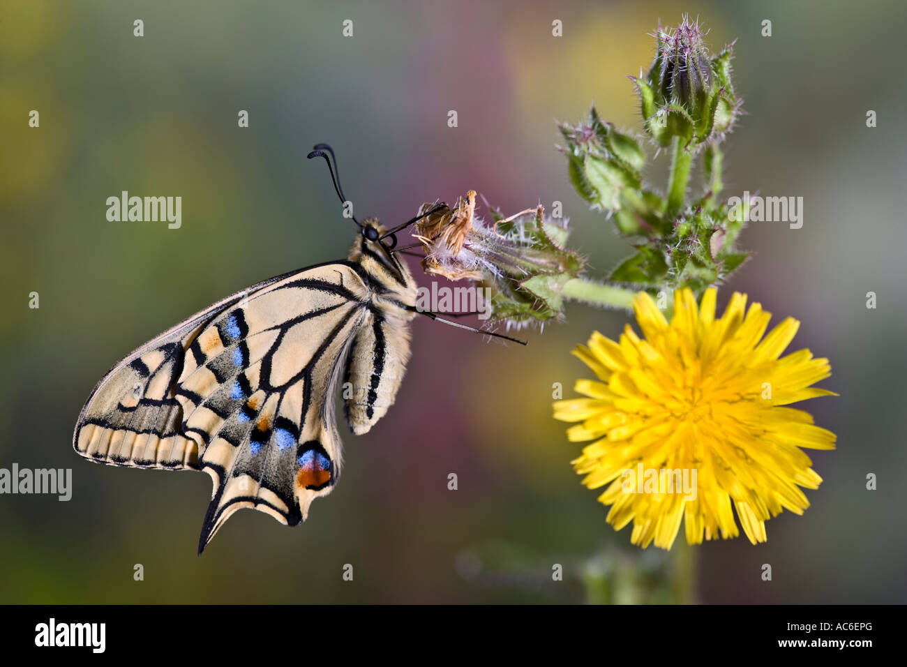 Especie Papilio machaon en reposo sobre flor con agradable fondo desenfocadas. Foto de stock