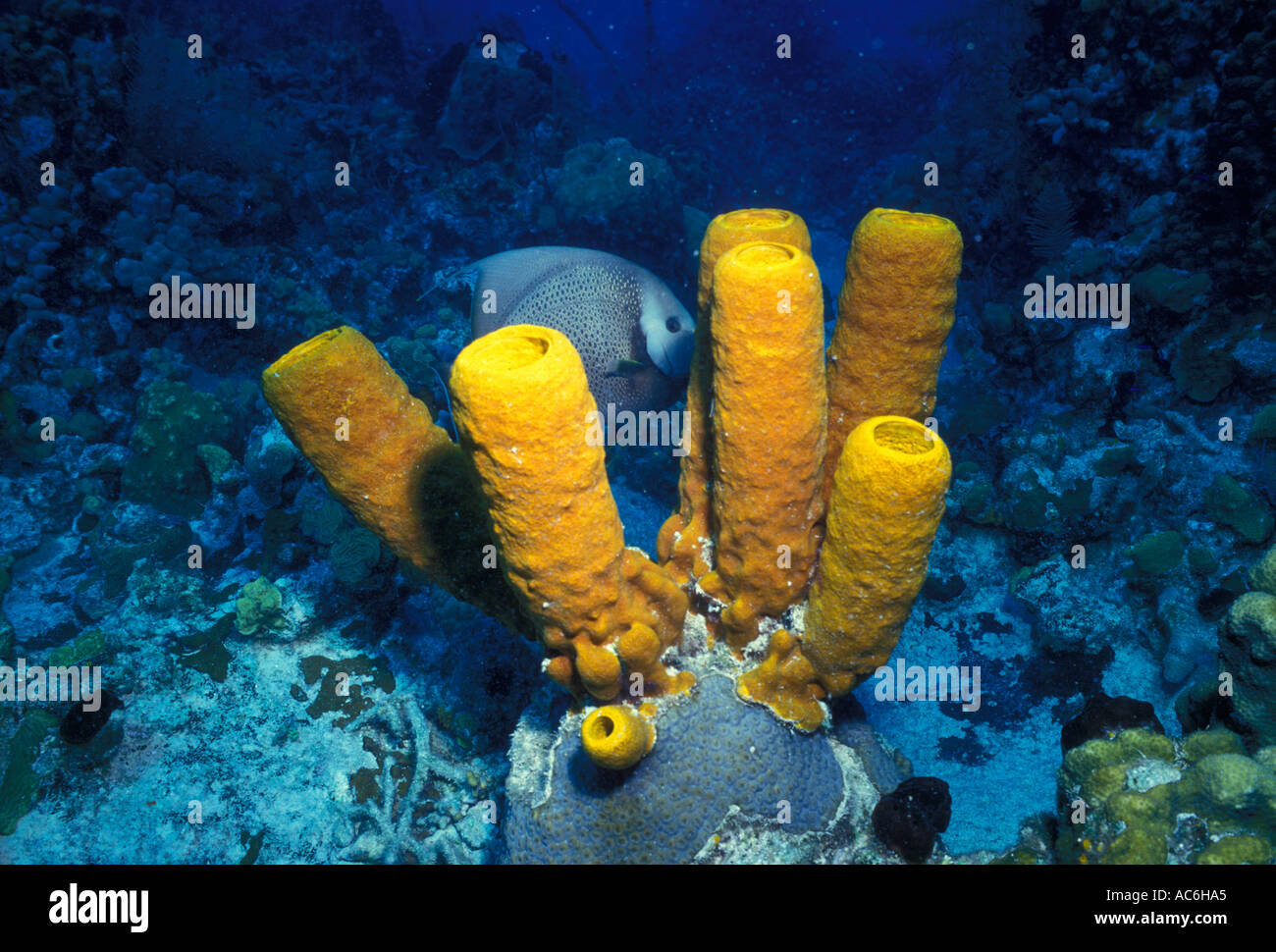 Esponja tubo amarillo, amarillo esponjas de tubo, tubo, tubo de esponja  esponjas, la isla Gran Caimán, Islas Caimán, el Caribe Fotografía de stock  - Alamy