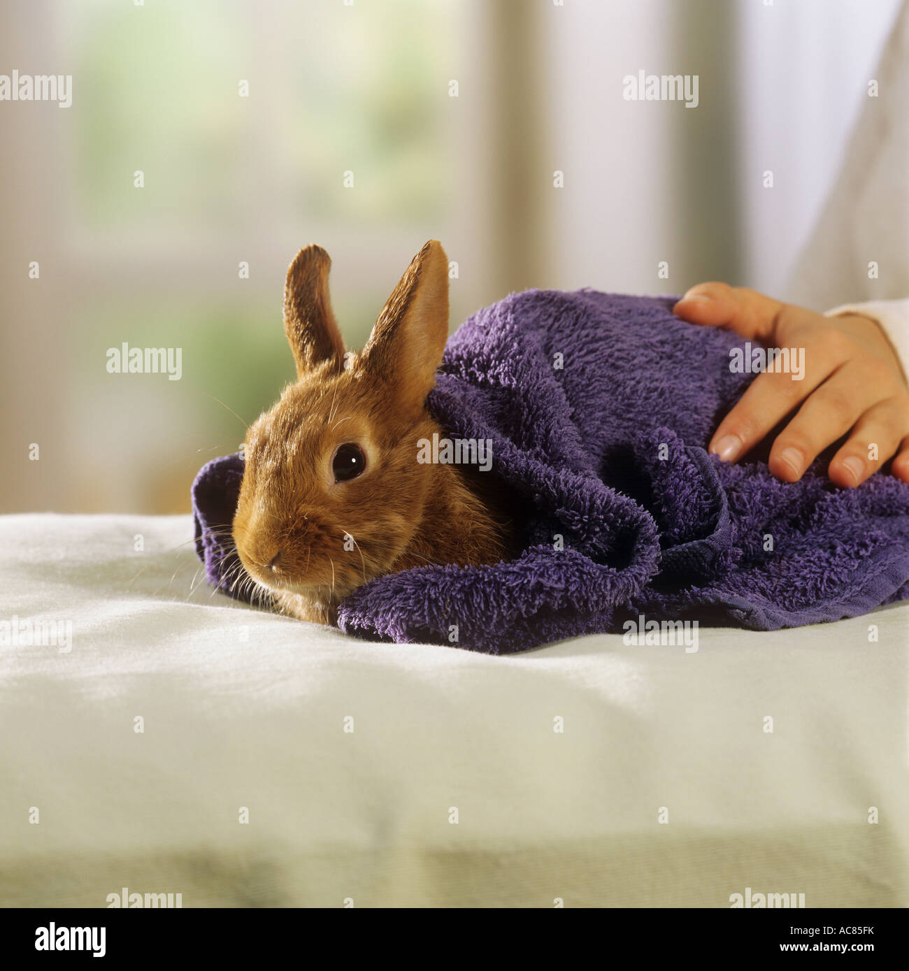 Conejo enano: Primeros auxilios para el agotamiento por calor: Una toalla  húmeda baja la temperatura corporal Fotografía de stock - Alamy