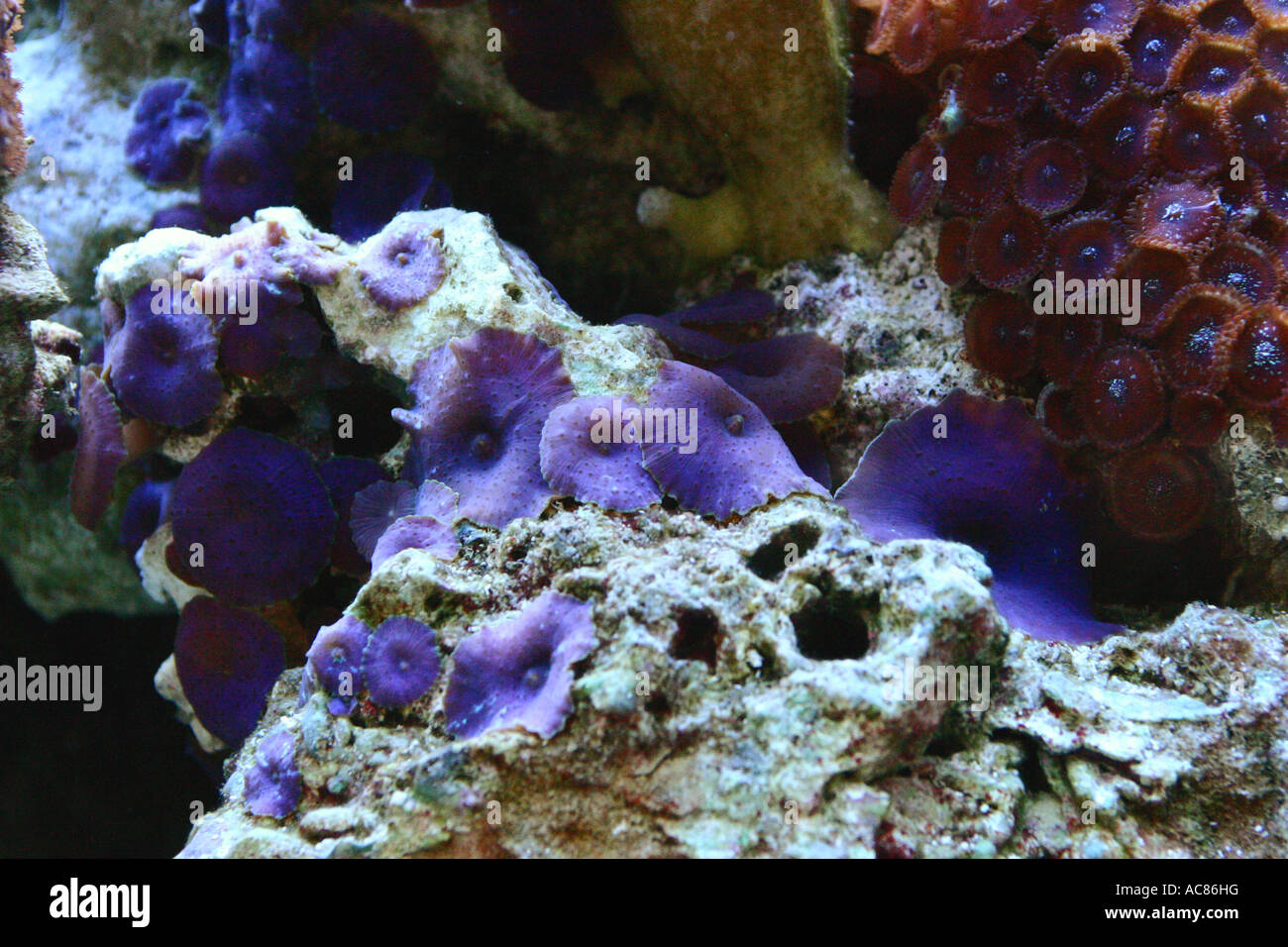 Blaue Scheibenanemone / Discosoma spp Foto de stock