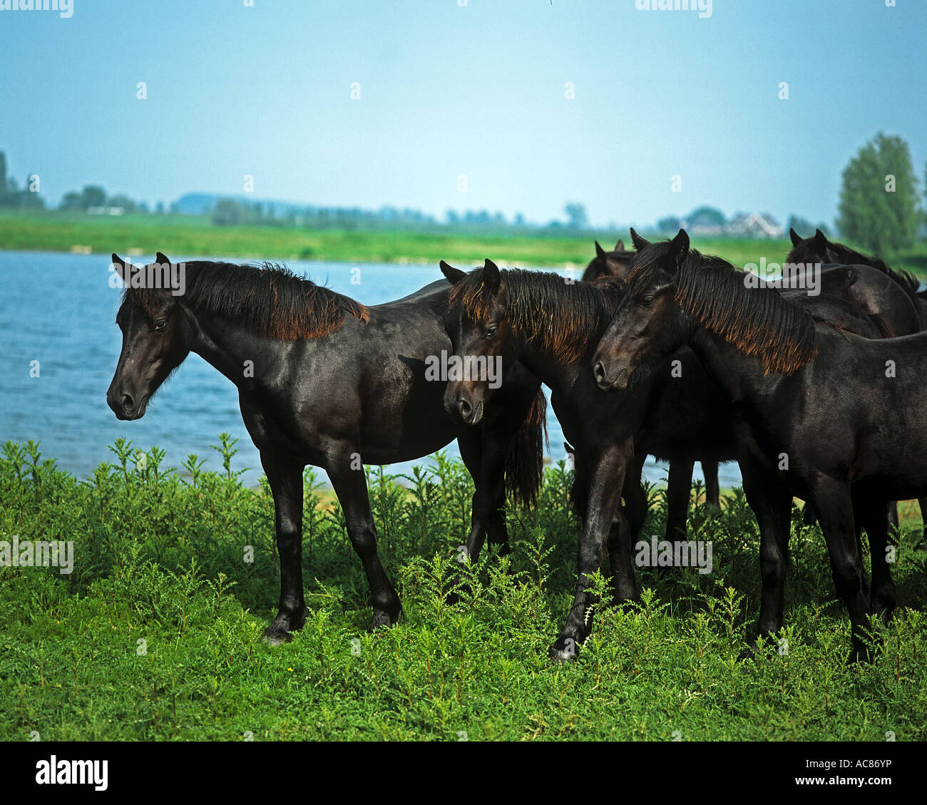 Los jóvenes Friesian caballos - en la orilla Foto de stock