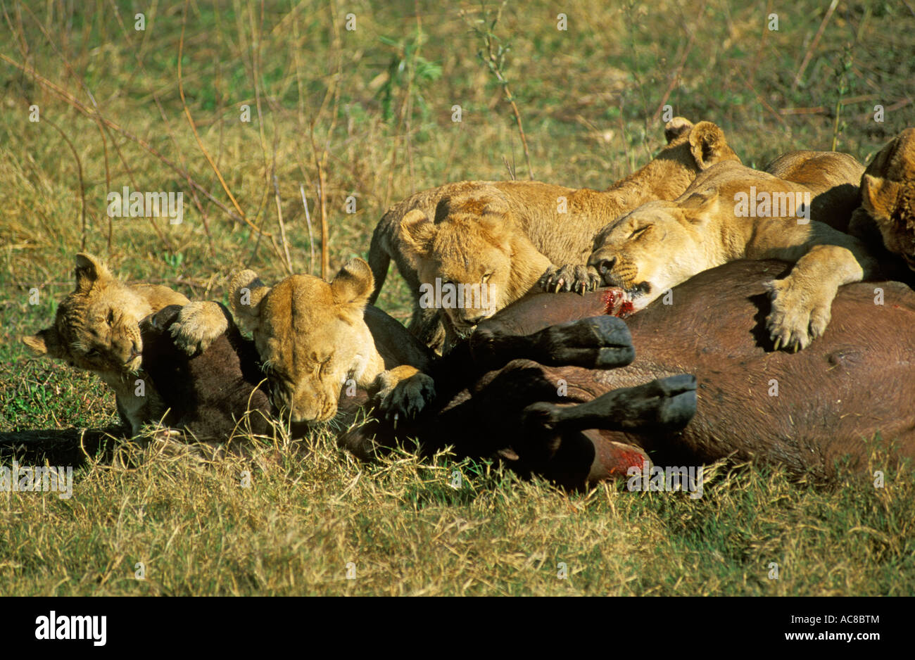 Orgullo de león atacando a un búfalo - leones mordiendo en la garganta y el  hocico para someter a la vaca de Buffalo Fotografía de stock - Alamy