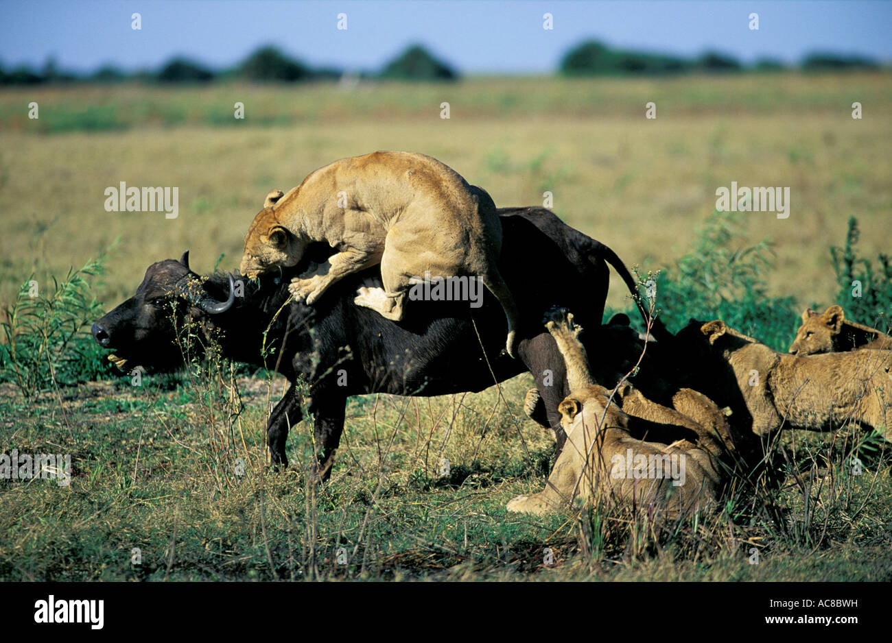 Orgullo de león atacando a un búfalo - Lavica salta hacia la parte de atrás  de un búfalo vaca como otros cuelgan detrás Fotografía de stock - Alamy