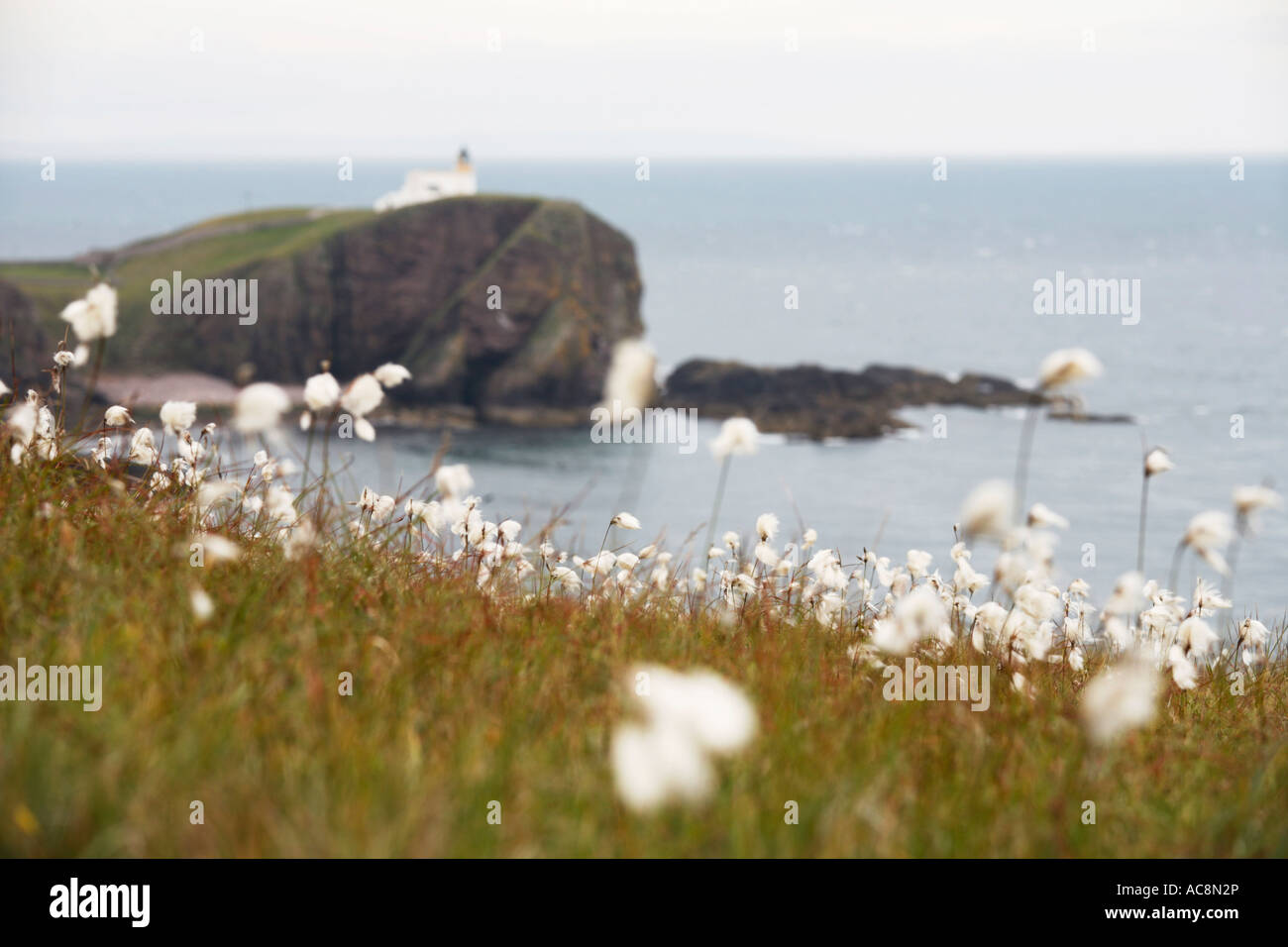 Algodón Stoer hierba en cabeza, Sutherland, Escocia Foto de stock