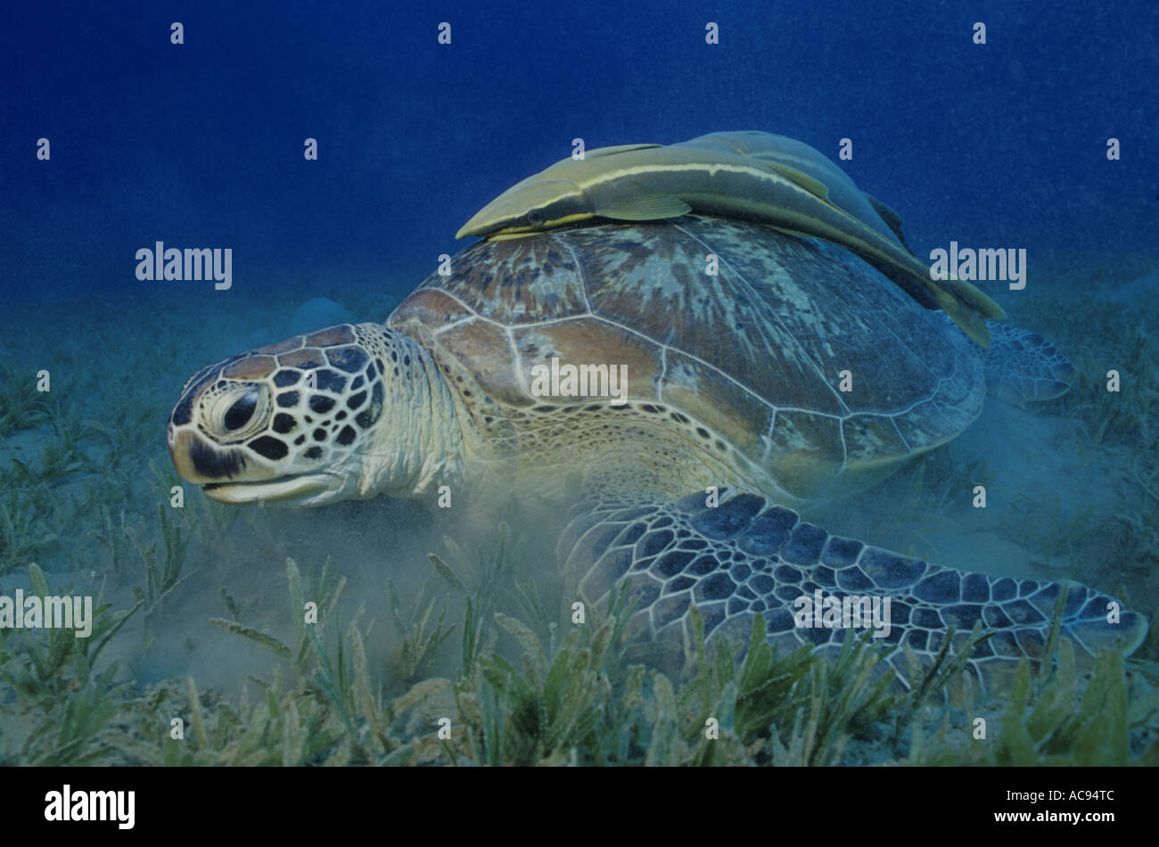 La Tortuga Verde La Tortuga La Carne De Tortuga Rock Chelonia Mydas