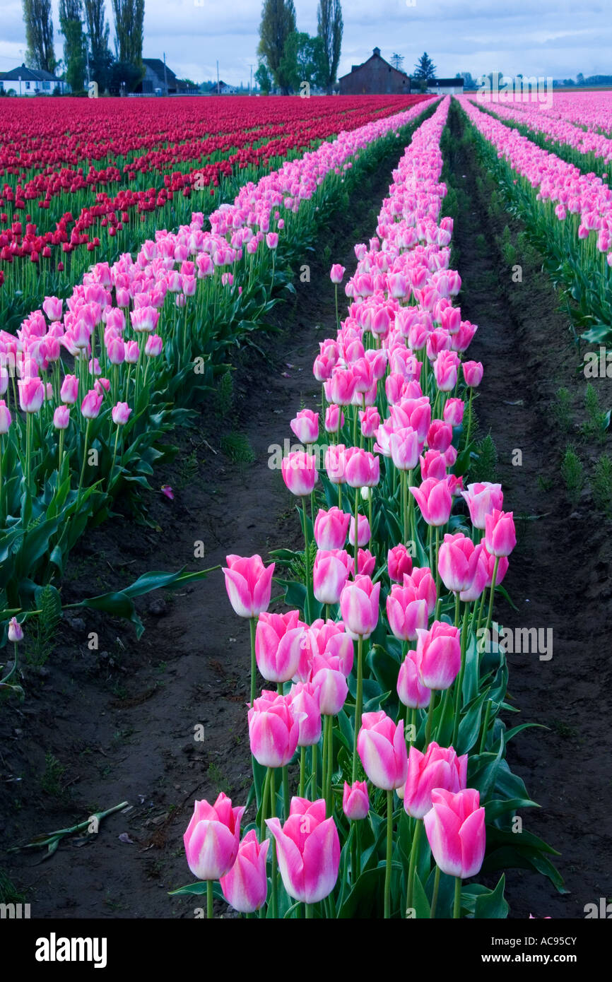 Un campo de rosas y tulipanes rojos en el Valle Skagit Festival Tulip