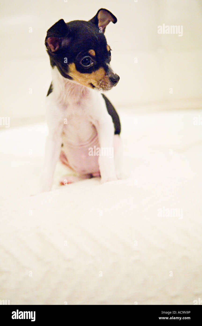 Piebald terrier fotografías e imágenes de alta resolución Alamy