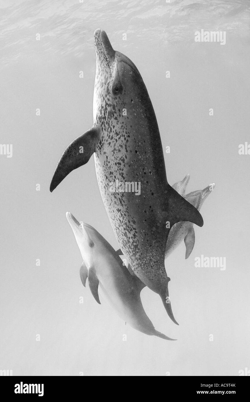 Madre de delfines moteados del Atlántico y la pantorrilla Stenella frontalis Bahamas Océano Atlántico Foto de stock