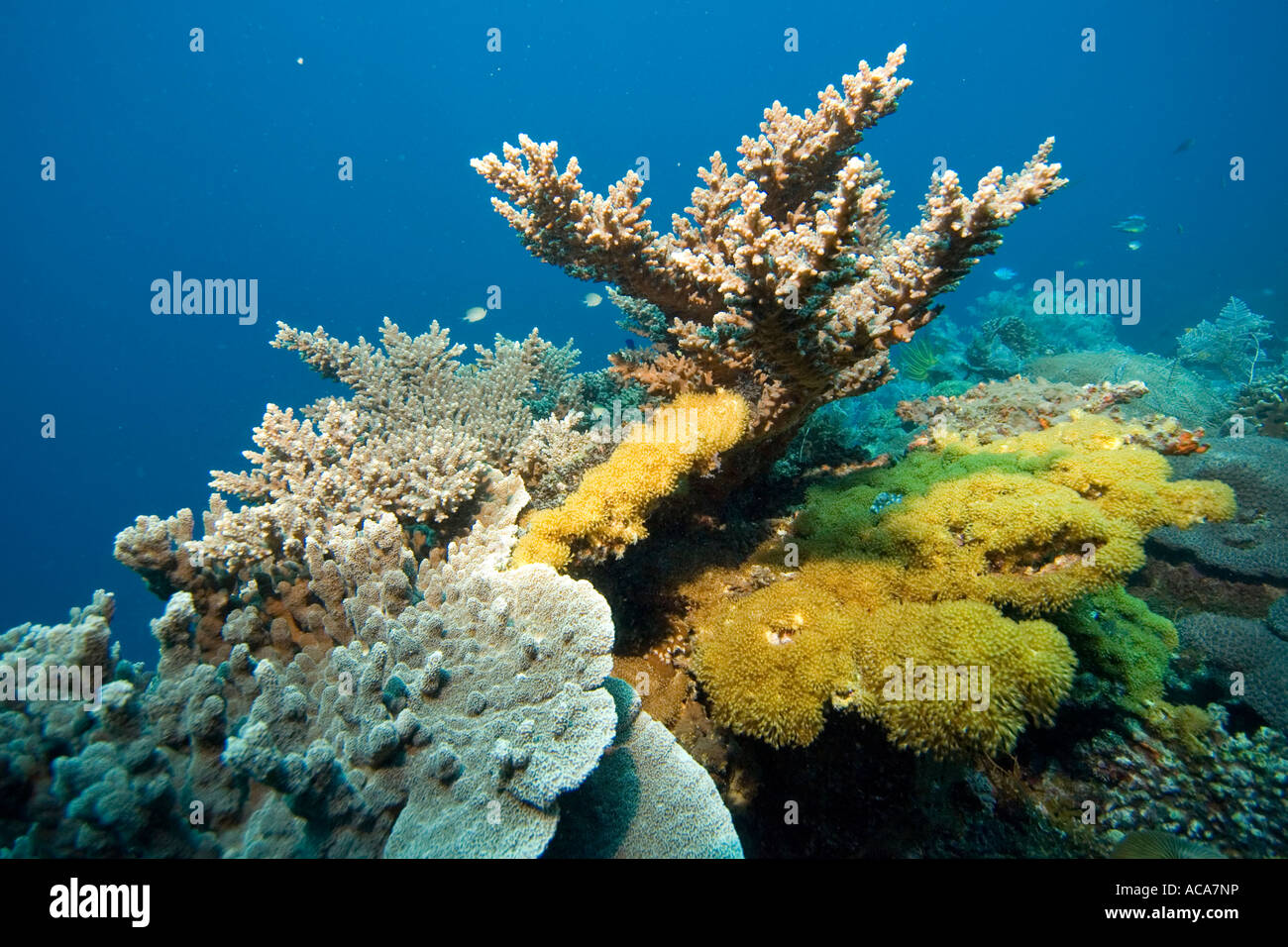 Arrecifes de coral con corales pétreos y corales blandos, Filipinas, Océano Pacífico Foto de stock