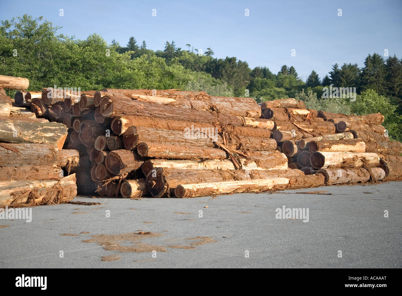 Registros de Redwood ataviados en lumber mill, Foto de stock