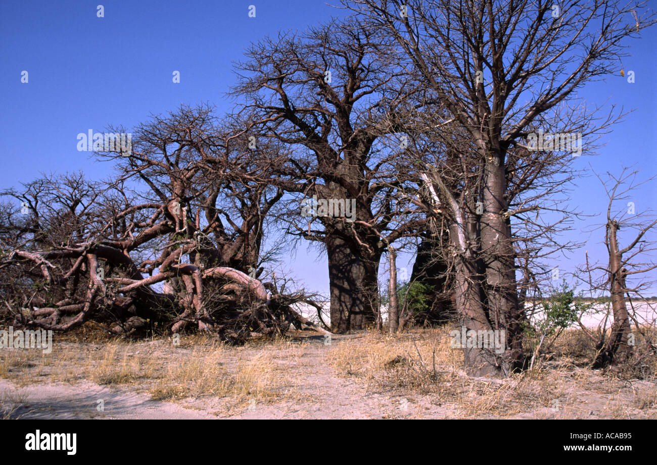 Baines Baobabs Nxai Pan Parque Nacional de Botswana Foto de stock