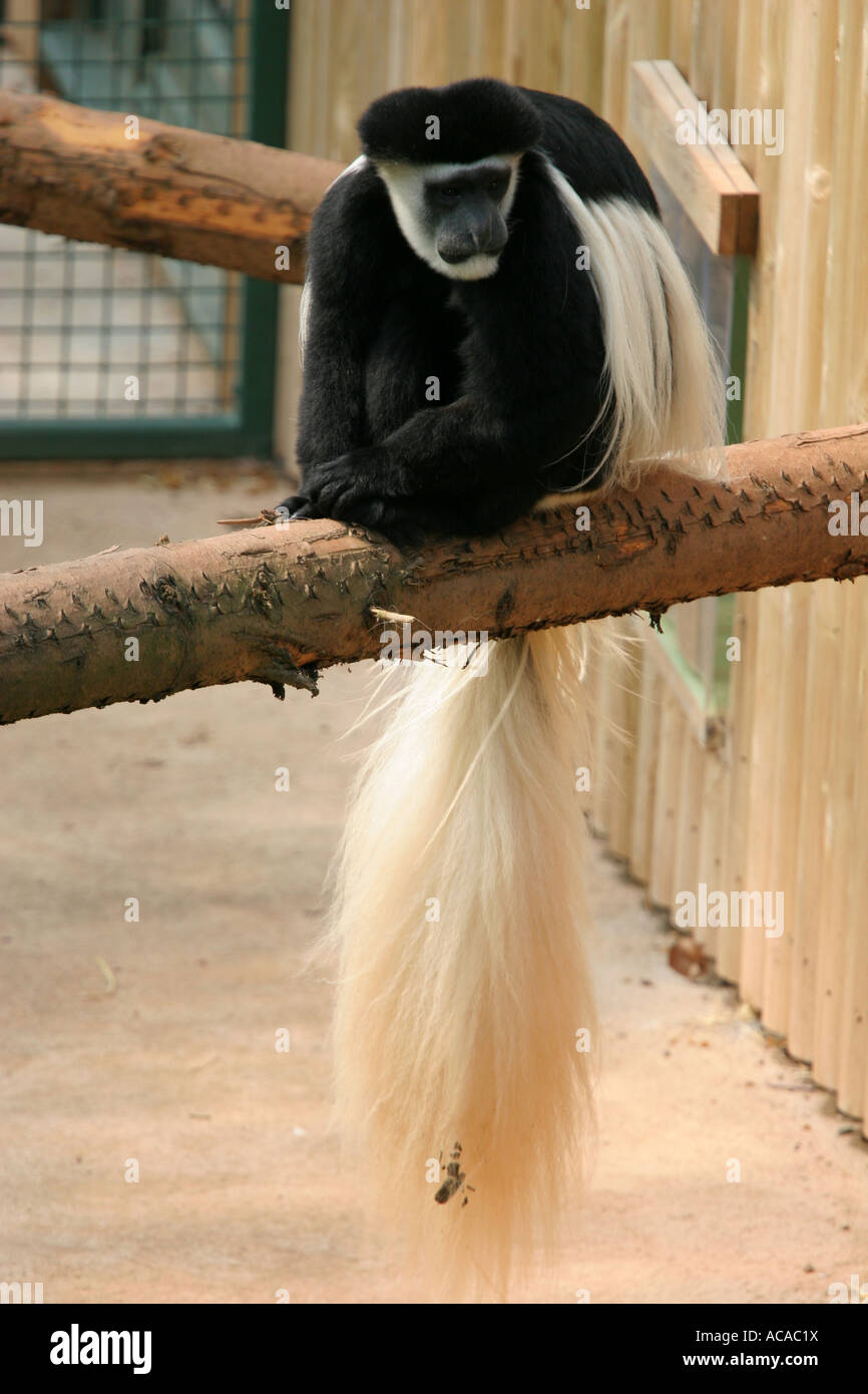 Bonito mono blanco y negro Foto de stock 2217889953
