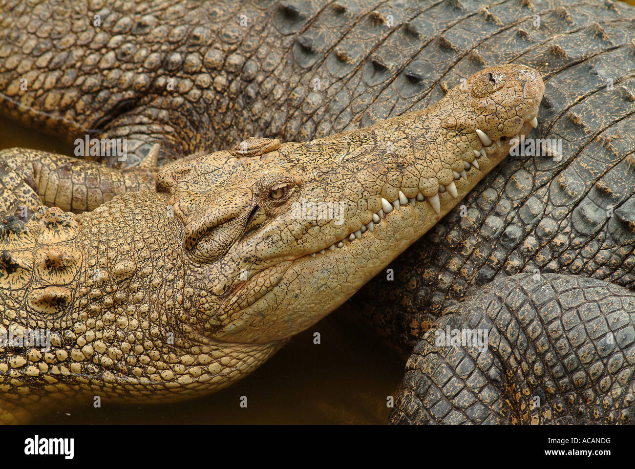Jóvenes de cocodrilo de agua salada (Crocodylus porosus) Australia Foto de stock