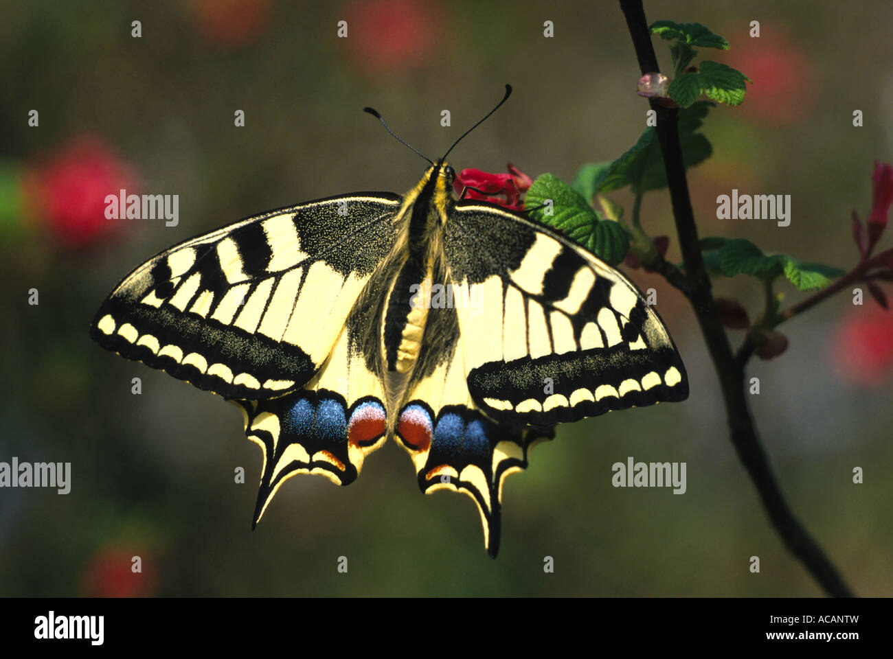 Especie (Papilio machaon) Foto de stock