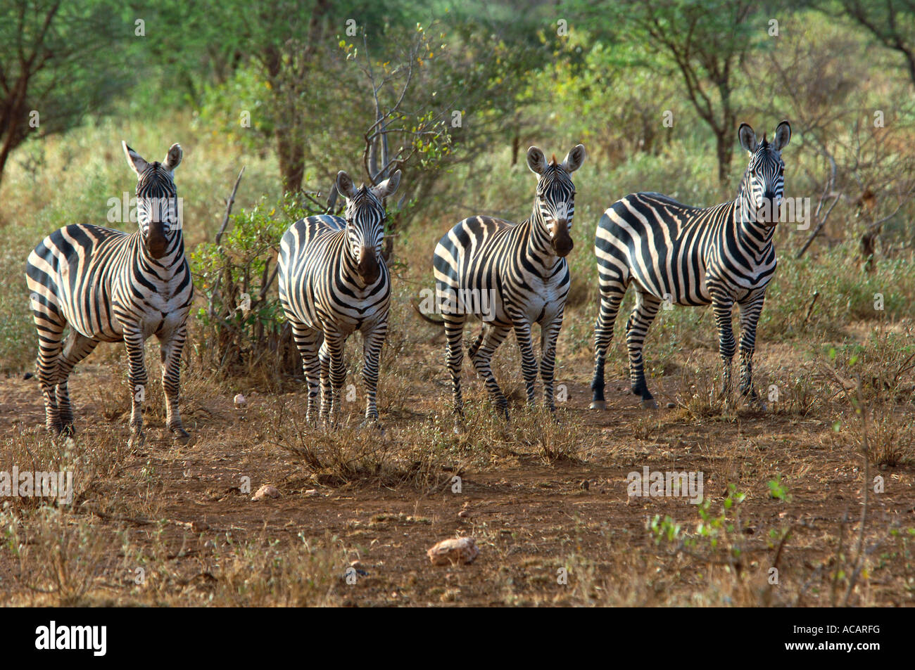 Cebras normal (Equus quagga burchelli) Parque Nacional Tsavo, Kenya, Africa. Foto de stock