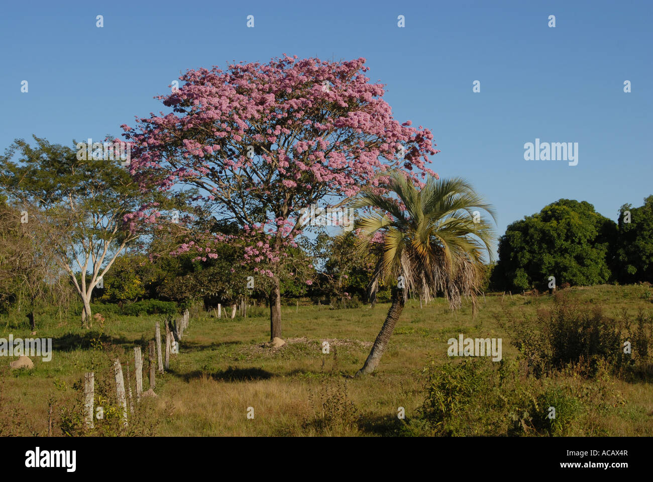 Árbol de lapacho (Tabebuia heptaphylla) con flores de color rosa, Paraguay Foto de stock