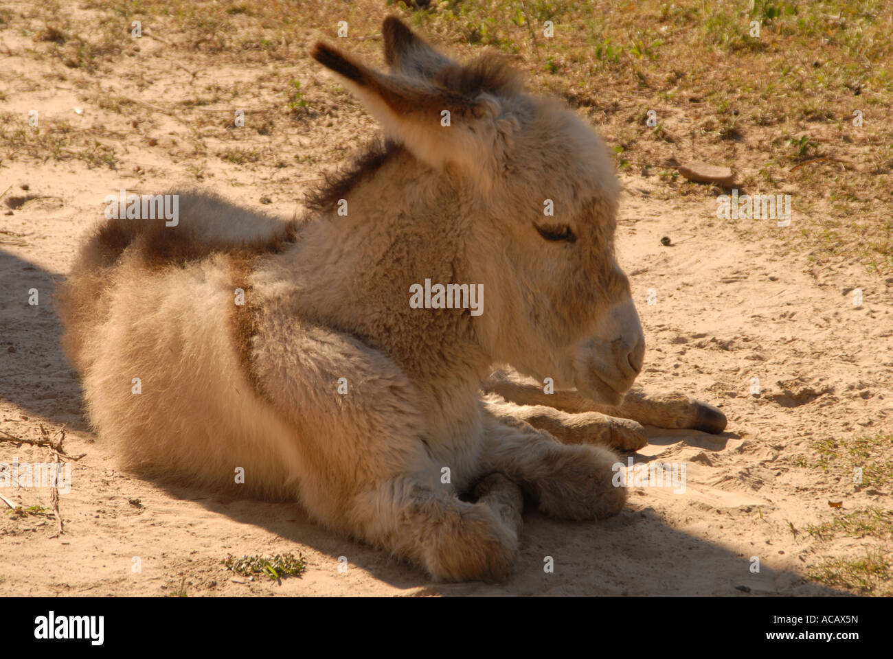 Burro descansando en la sombra, Paraguay Foto de stock