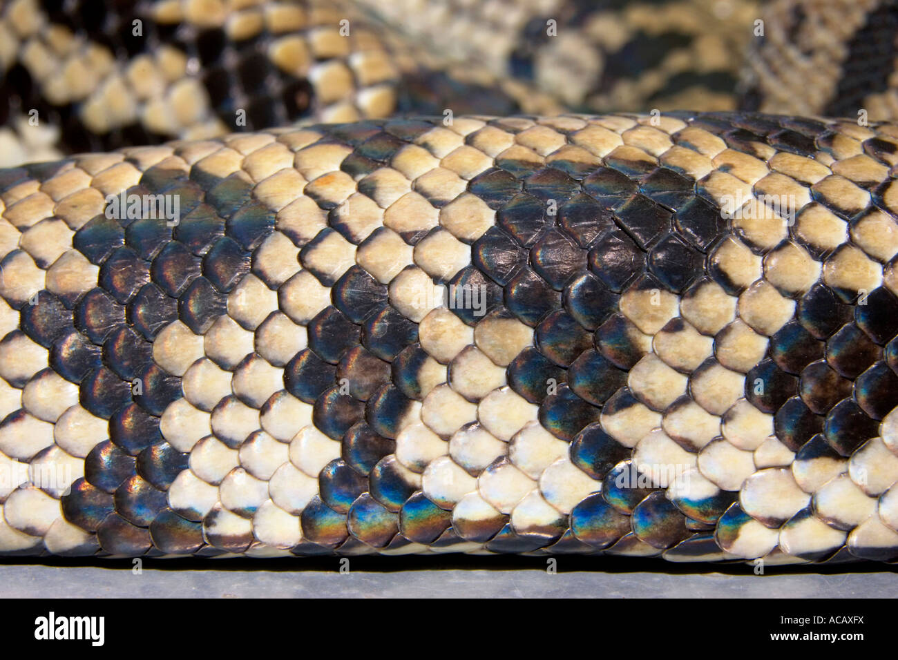 Piel de serpiente, Python, Python spilotes variegatus Foto de stock