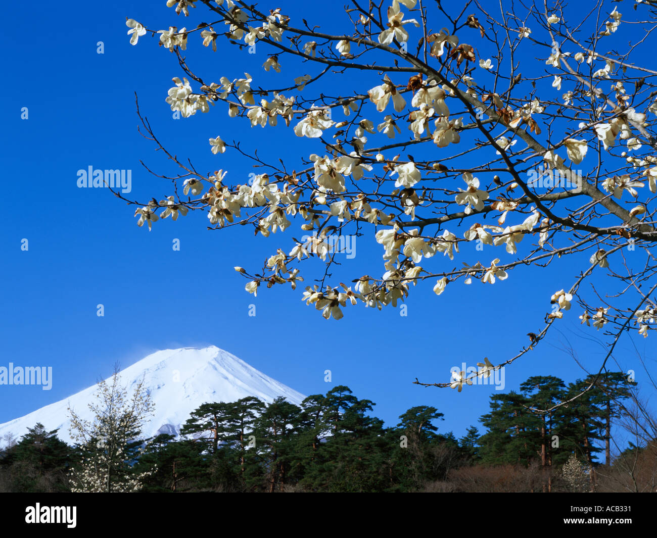 El Monte Fuji Fujiyama Foto de stock