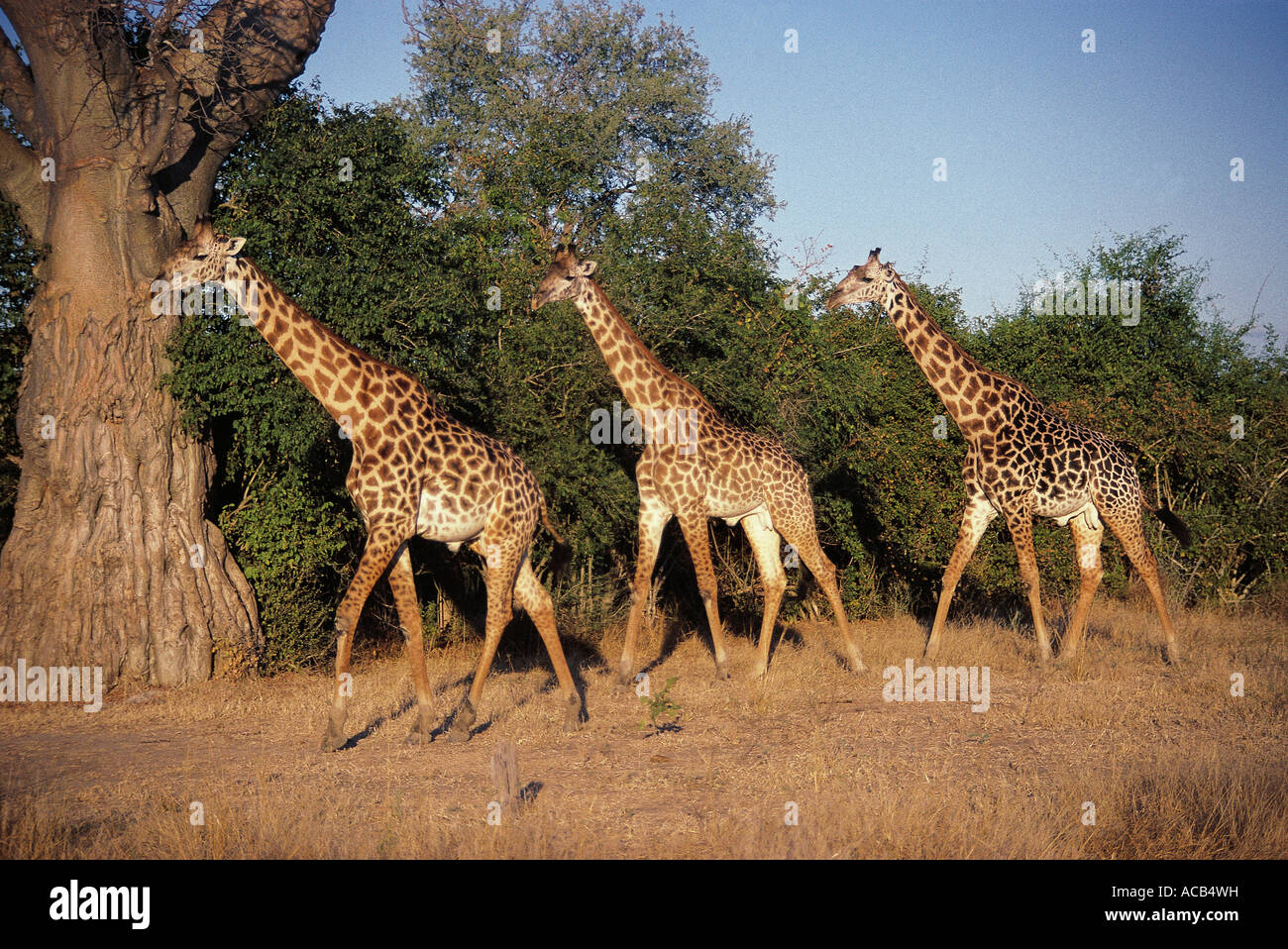 Tres hombres Thornicroft s Jirafa South Luangwa National Park Zambia Foto de stock