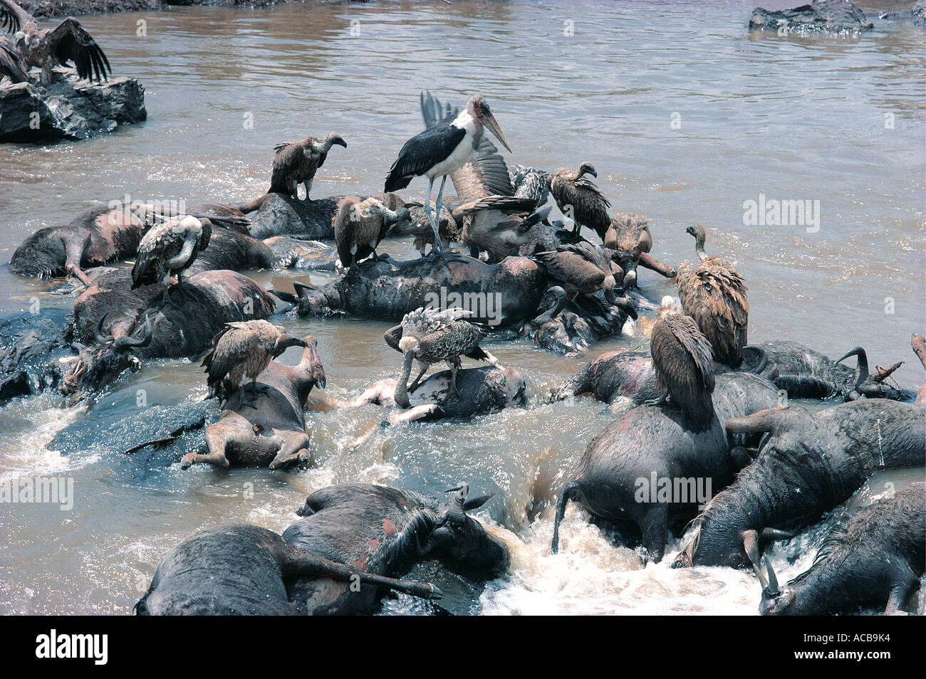 Los buitres se alimentan de los cadáveres de los ñus ahogados en el río Mara Reserva Nacional de Masai Mara en Kenya Foto de stock