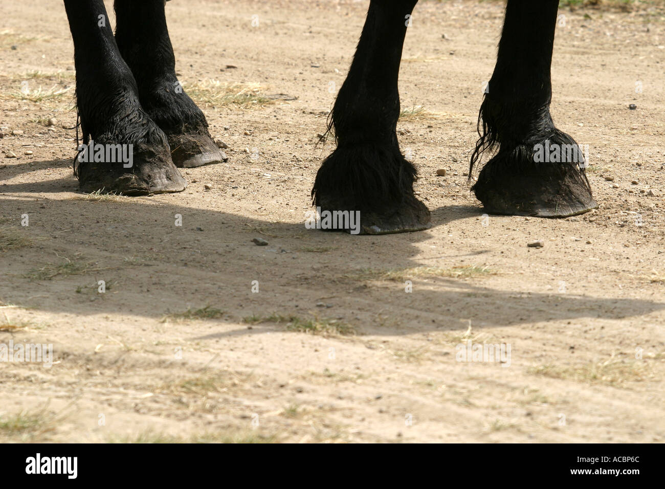 PIES Foto de stock