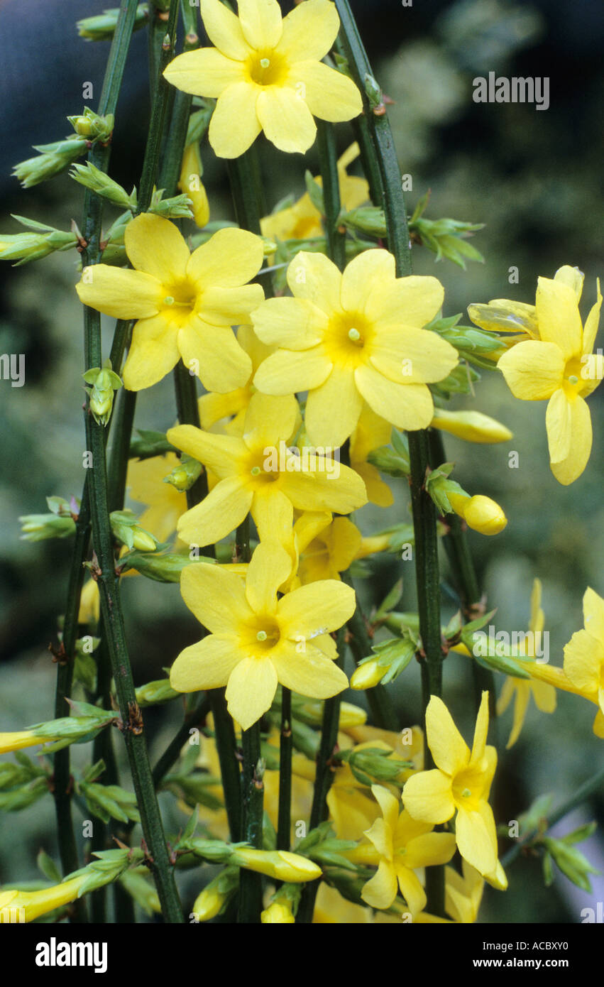 Jasminum nudiflorum, jazmín de invierno, jazmines perfumada flor amarilla  Fotografía de stock - Alamy