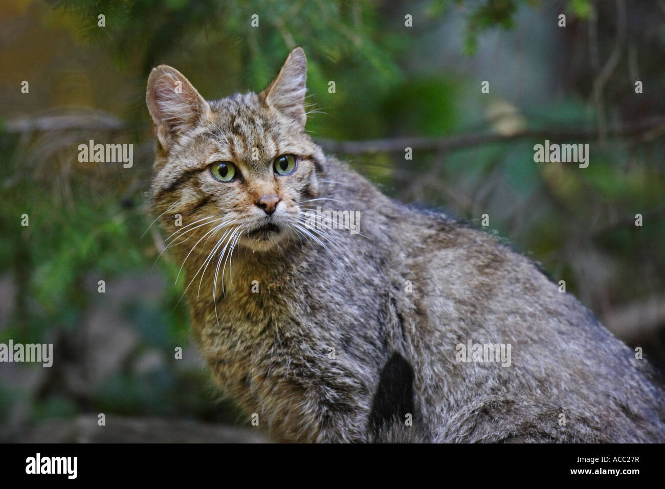 Wildkatze, gato salvaje, Felis silvestris Foto de stock