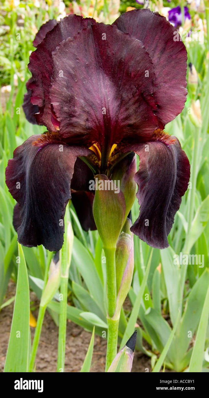 Iris negro flor que florece Fotografía de stock - Alamy Iris negro flor que florece Fotografía de stock - Alamy
