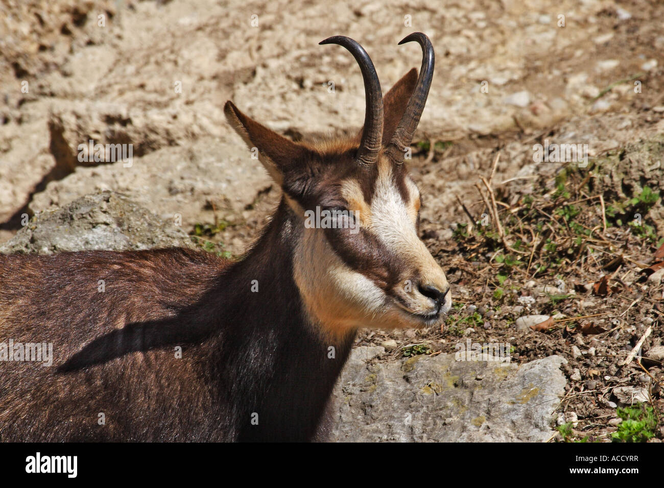 Gemse, Rupicapra rupicapra Foto de stock