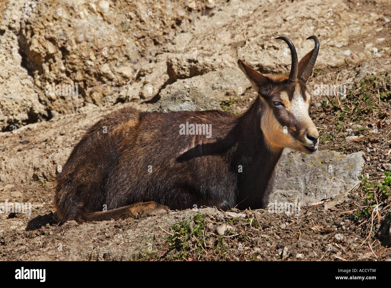 Gemse, Rupicapra rupicapra Foto de stock