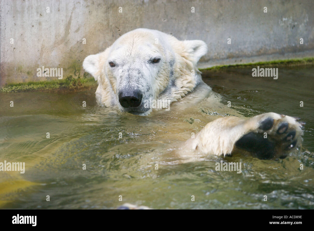 El oso polar Ursus maritimus zoológico Hellabrunn en Munich de Baviera Foto de stock