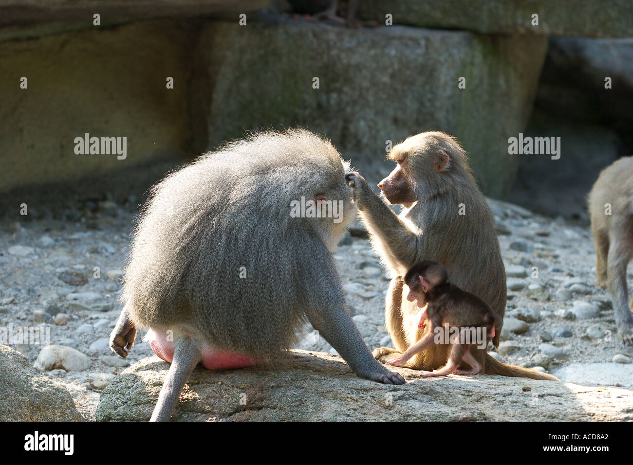 Papio hamadryas Hamadryas baboon zoológico Hellabrunn en Munich de Baviera Foto de stock