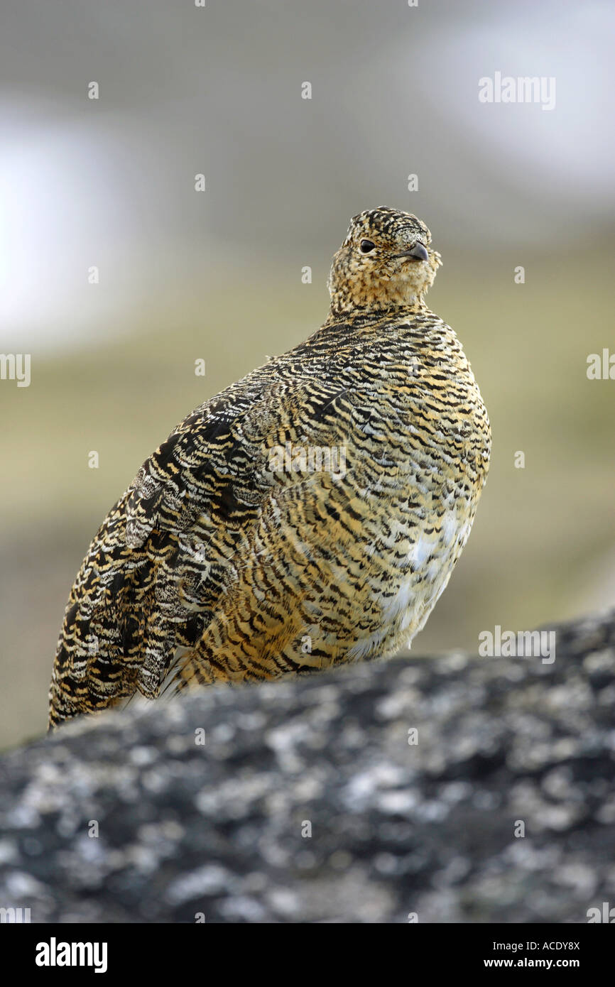 Svalbard Ptarmigan Lagopus lagopus hyperboreus parado entre unas rocas