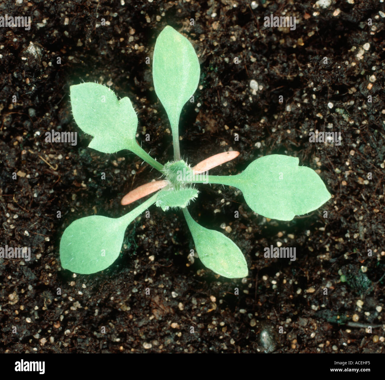 Papaver rhoeas amapola de maíz de plántulas con cinco hojas verdaderas Foto de stock