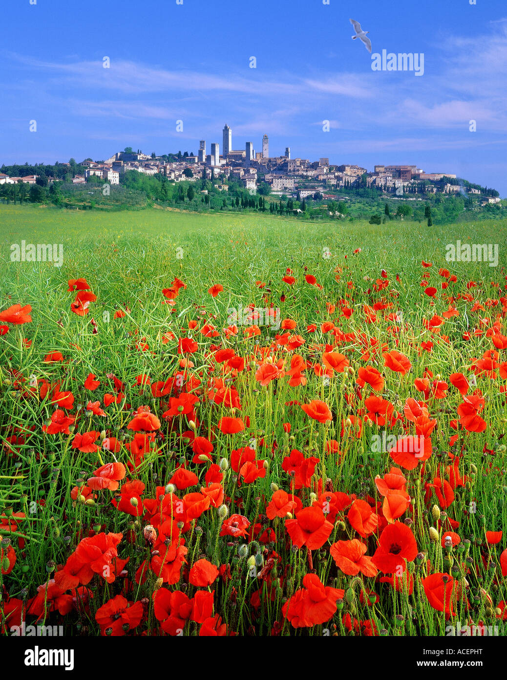 - Toscana: La histórica ciudad de San Gimignano Foto de stock