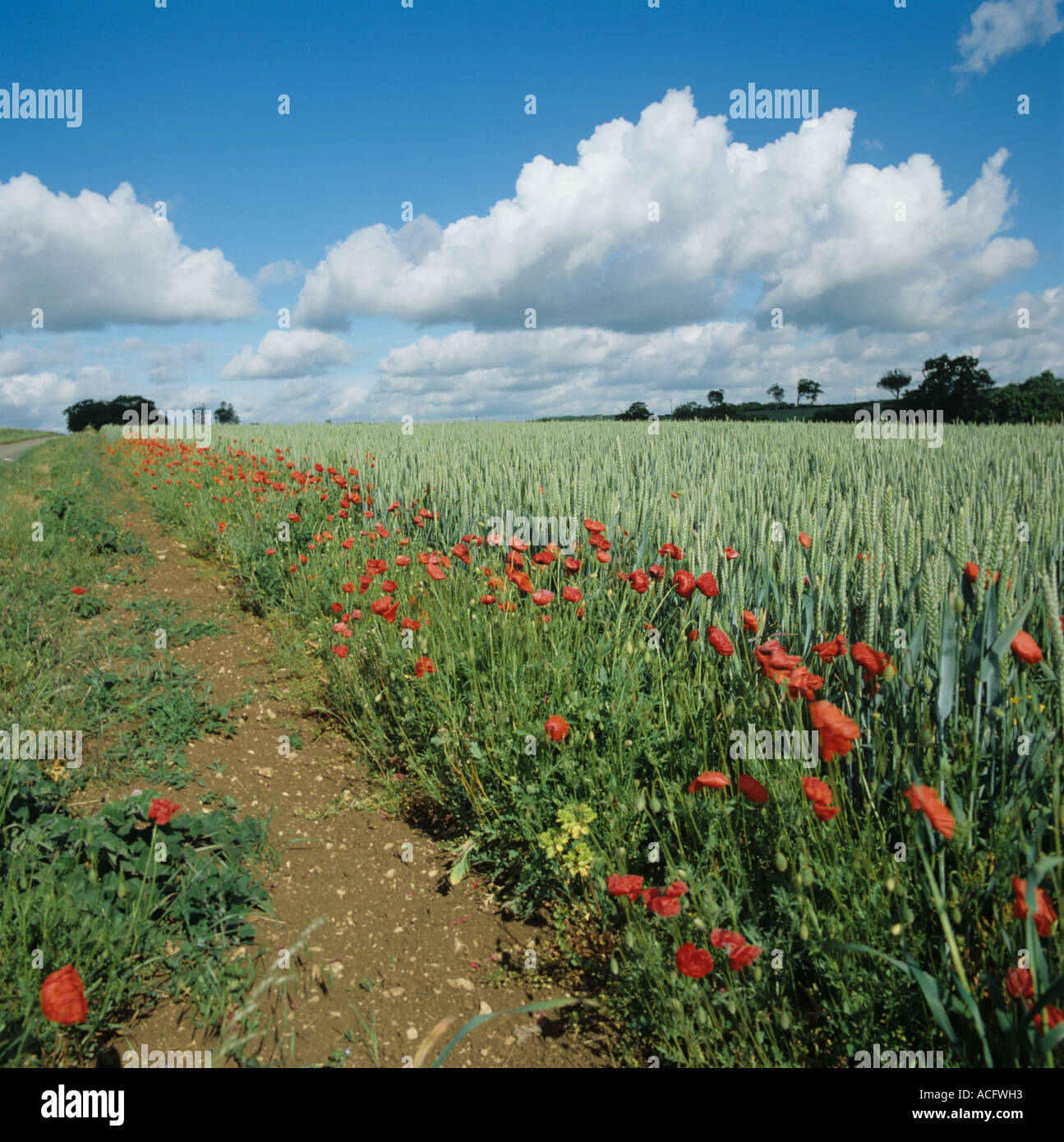 Floración AMAPOLA amapola de maíz y vegetación a lo largo de márgenes de campo en el cultivo de trigo en espiga Foto de stock