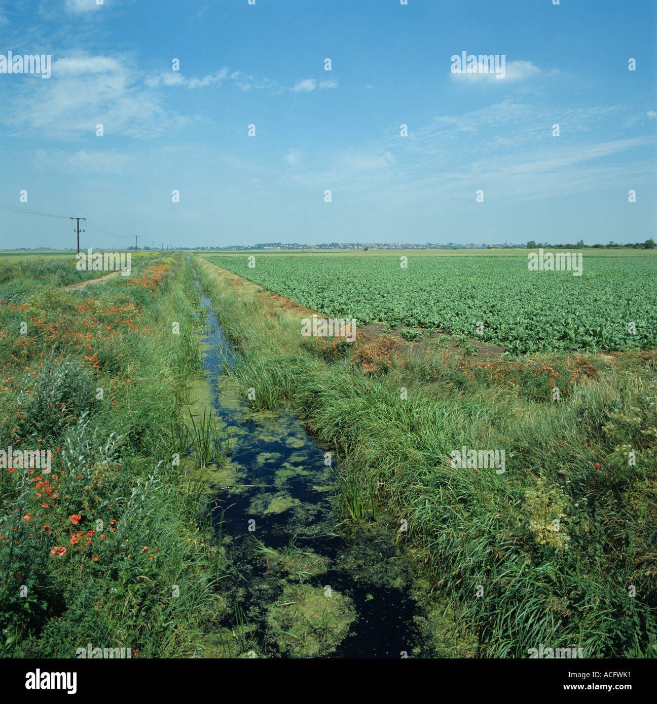 Dique de drenaje con flora autóctona junto al cultivo de remolacha azucarera en Fenland Foto de stock