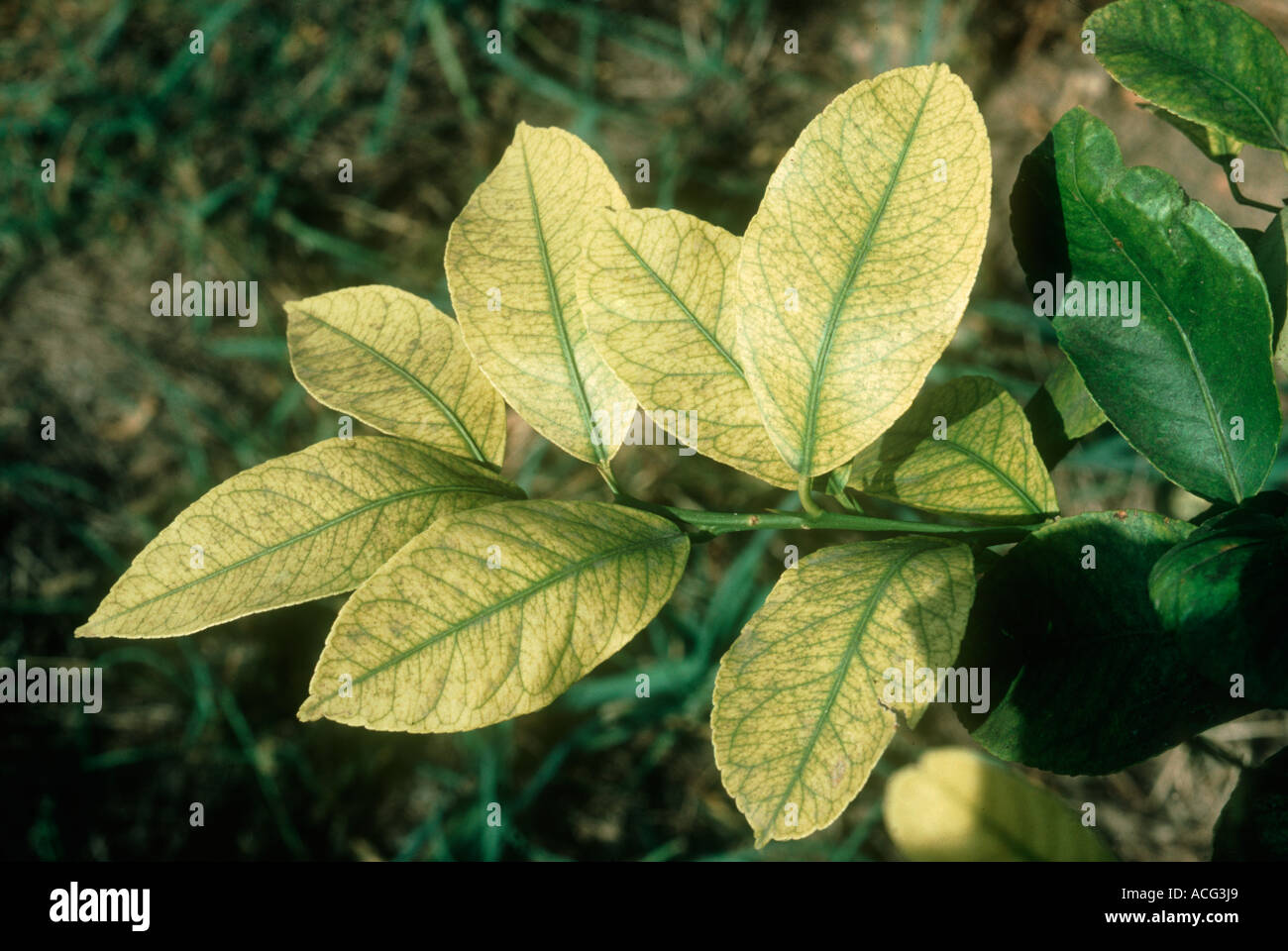 La deficiencia de hierro hojas de cítricos con severa clorosis interveinal  Fotografía de stock - Alamy