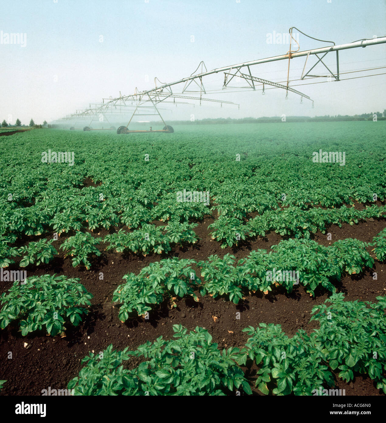 A mediano plazo la cosecha de patata con gran auge de riego con aspersores lineal en funcionamiento Foto de stock