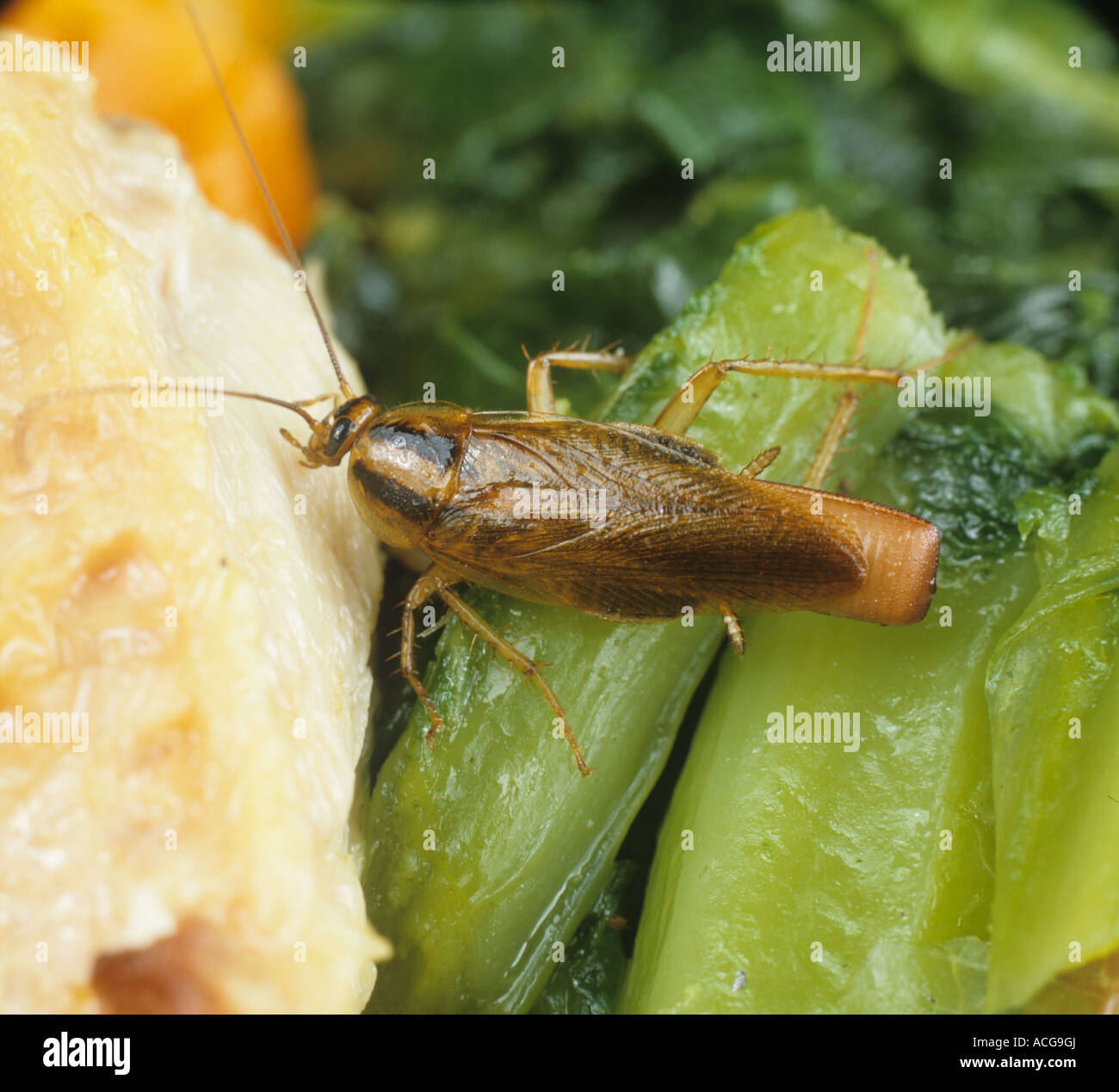 La cucaracha alemana Blattella germanica adulto gravid hembra en la comida Foto de stock
