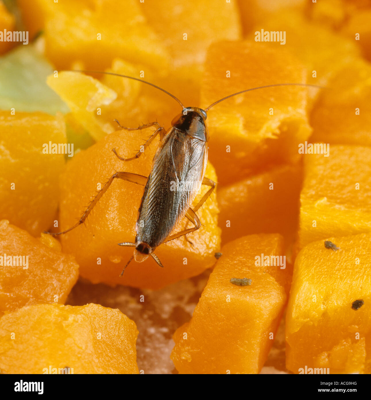 La cucaracha alemana Blattella germanica en la comida Foto de stock