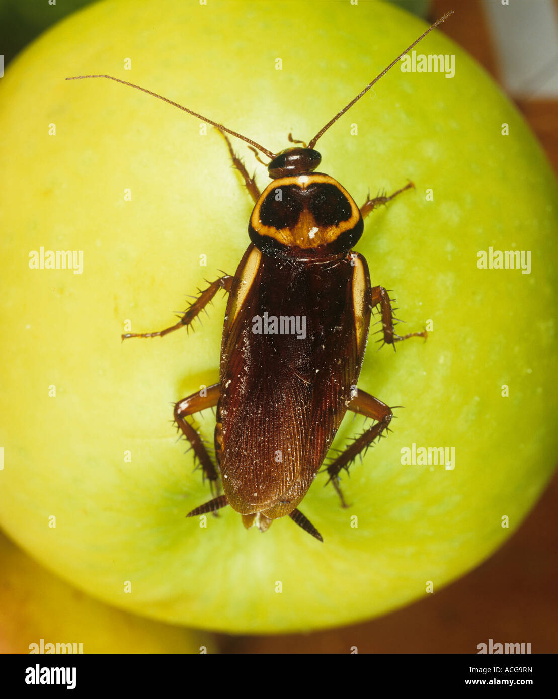Cucaracha Periplaneta australasiae australiano en un Apple Foto de stock