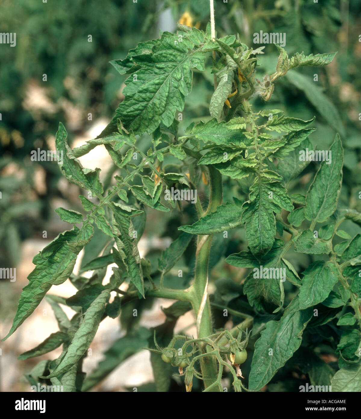 Tomato yellow leaf curl virus síntomas en hojas de tomate en plantas