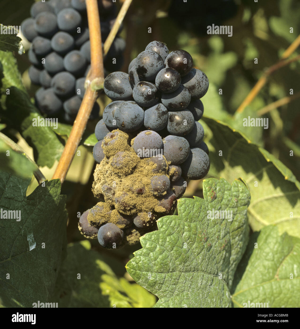 El moho gris Botrytis cinerea en mature Pinot Noir en la cosecha Foto de stock