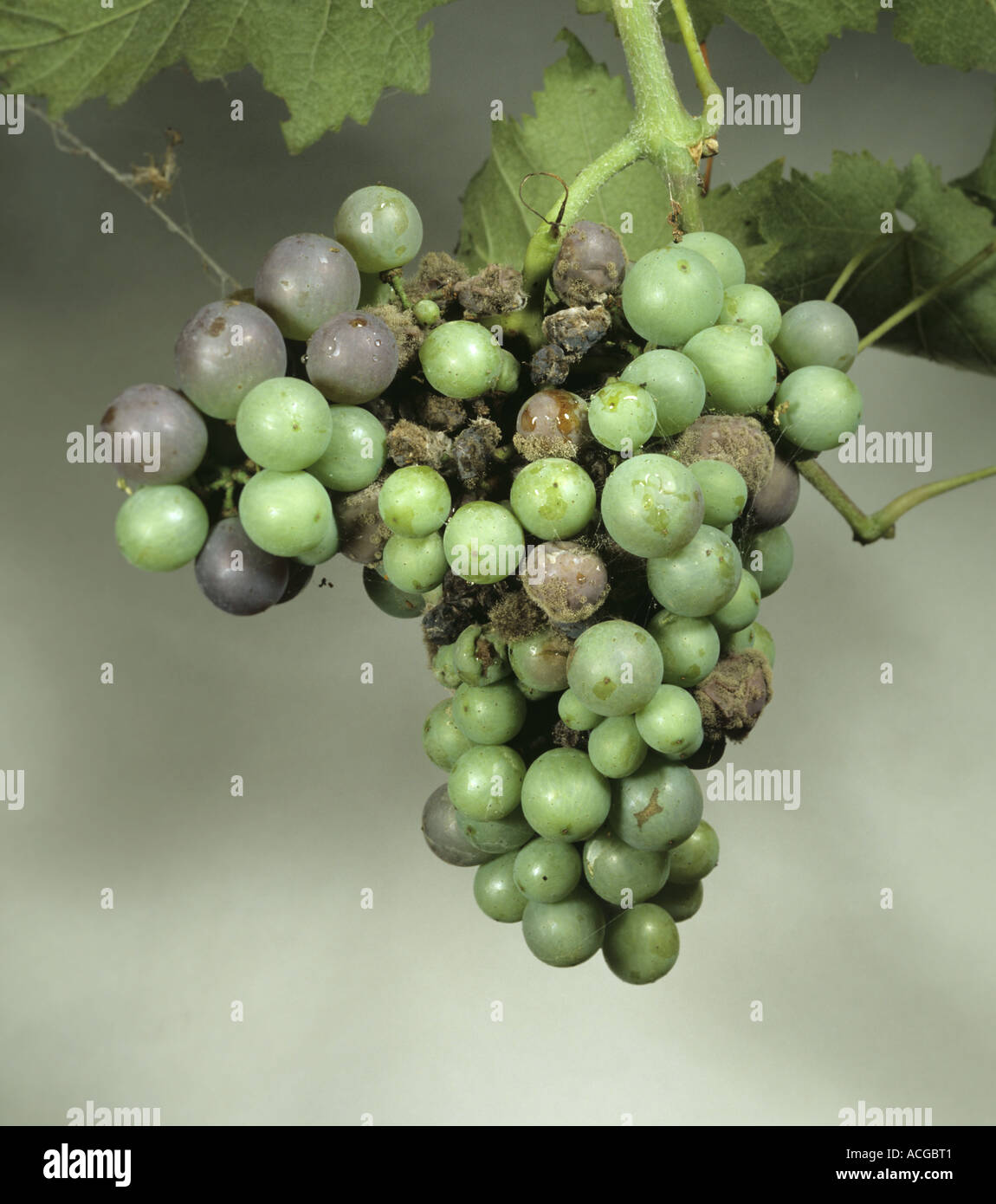 El moho gris Botrytis cinerea en un racimo de uvas blancas Foto de stock