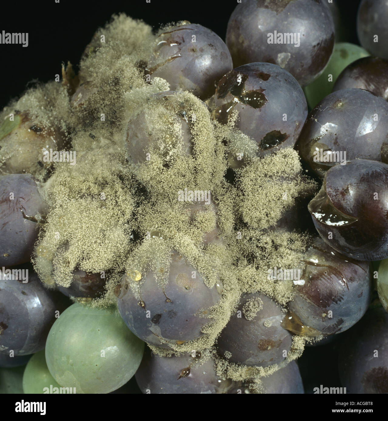 El moho gris Botrytis cinerea en uvas negras Foto de stock