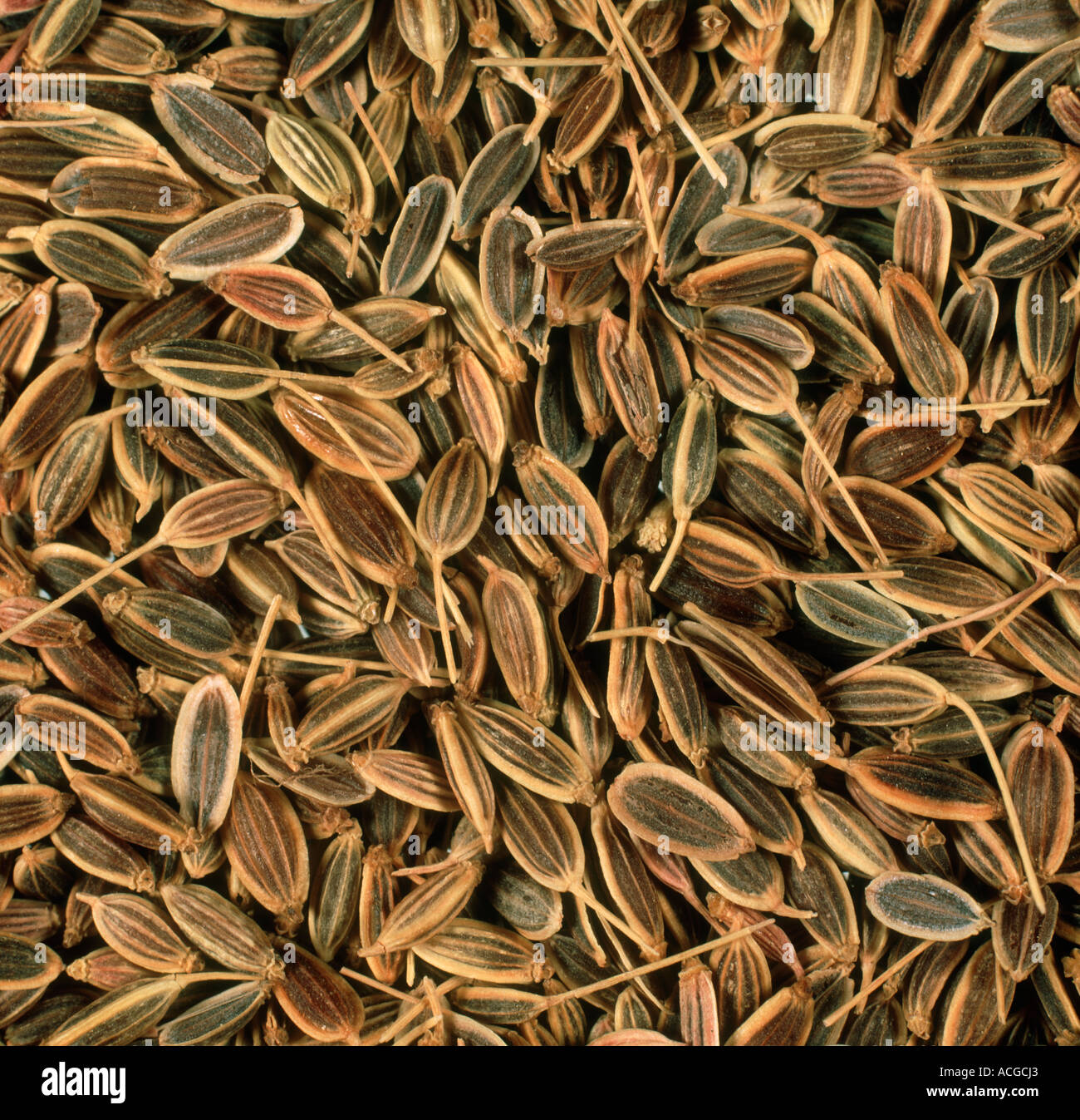 Eneldo semillas compradas en una tienda de comida de salud o para crecer Foto de stock