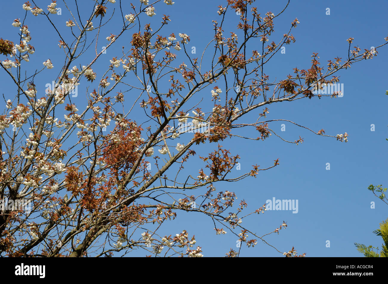 Cerezo ornamental Prunus sp con brotes proliferantes causa por la escoba de bruja Taphrina cerasi Foto de stock