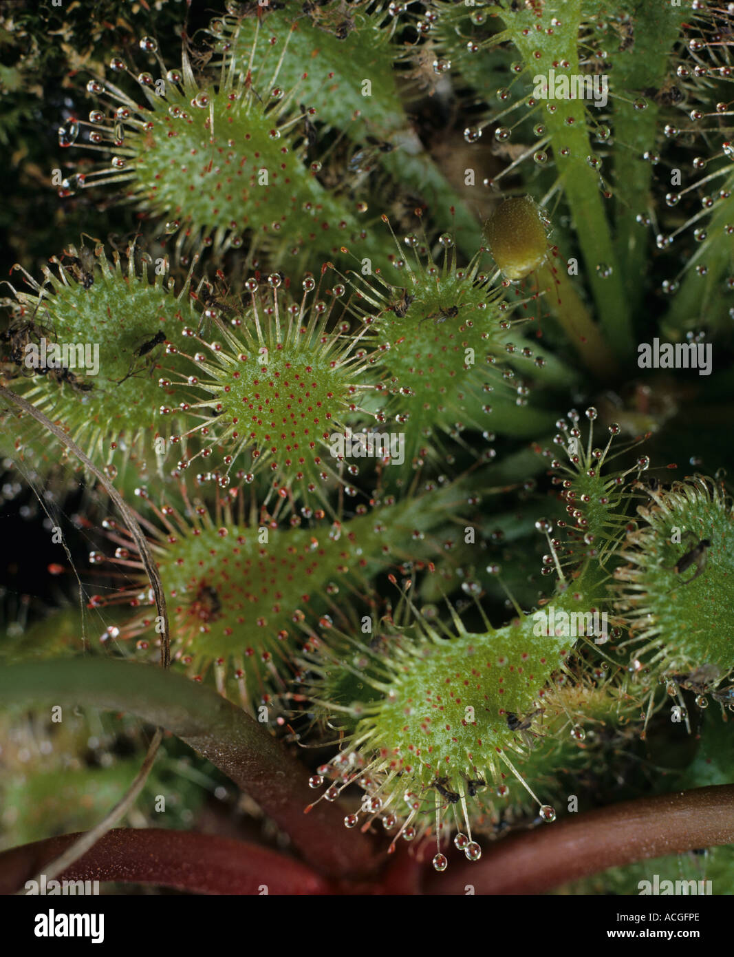 Ronda dejados sundew Drosera rotundifolia follaje de esta planta insectívora Foto de stock